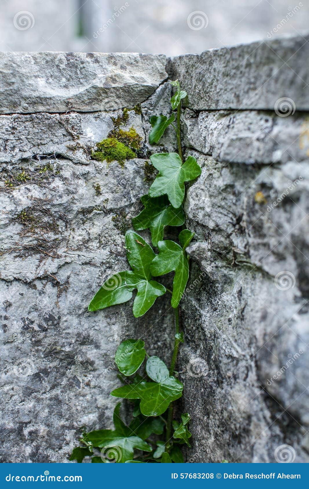 Ivy climbing a wall stock photo. Image of gardening, grow 57683208