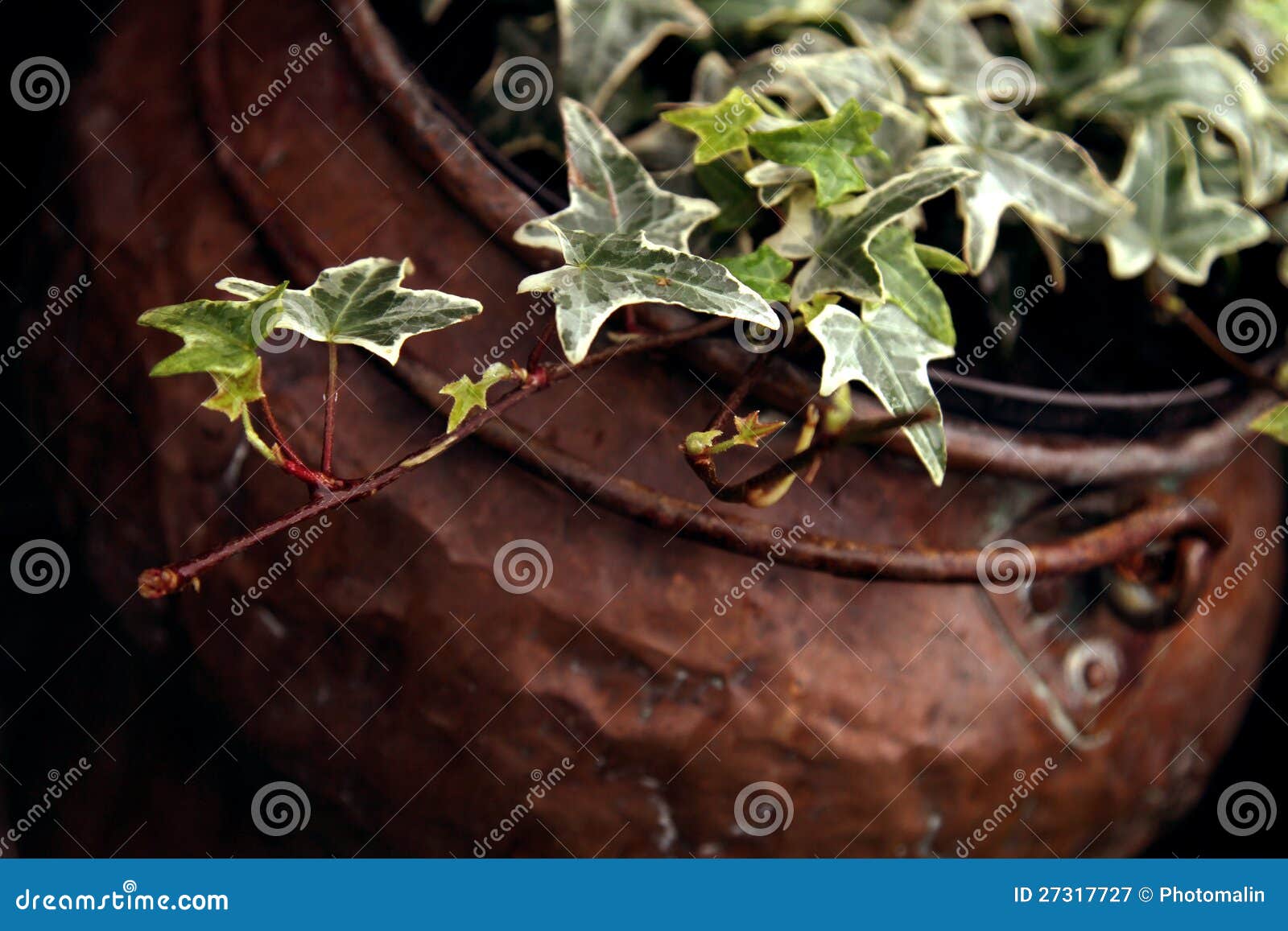 Ivy in copper bucket stock image. Image of decoration 27317727