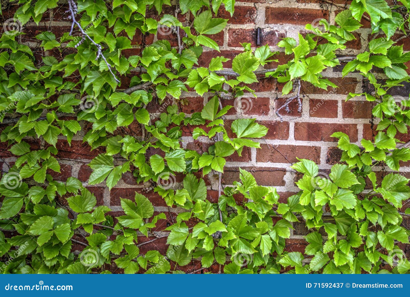 Ivy covered brick wall stock image. Image of house, brown 71592437