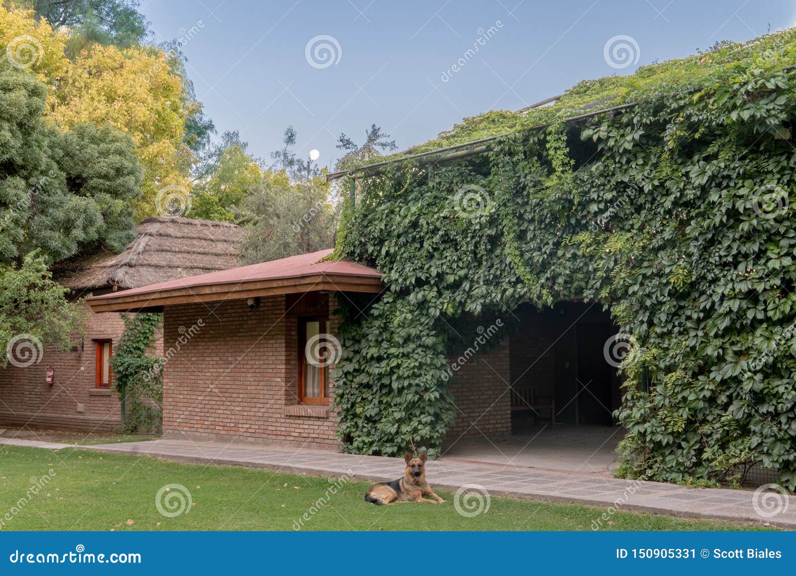 ivy covered building with dog