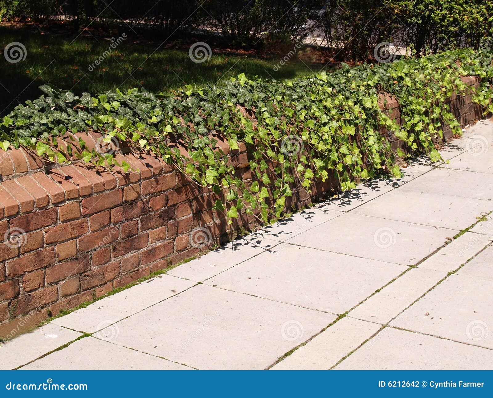 Ivy Covered Low Brick Wall Stock Photography Image 6212642