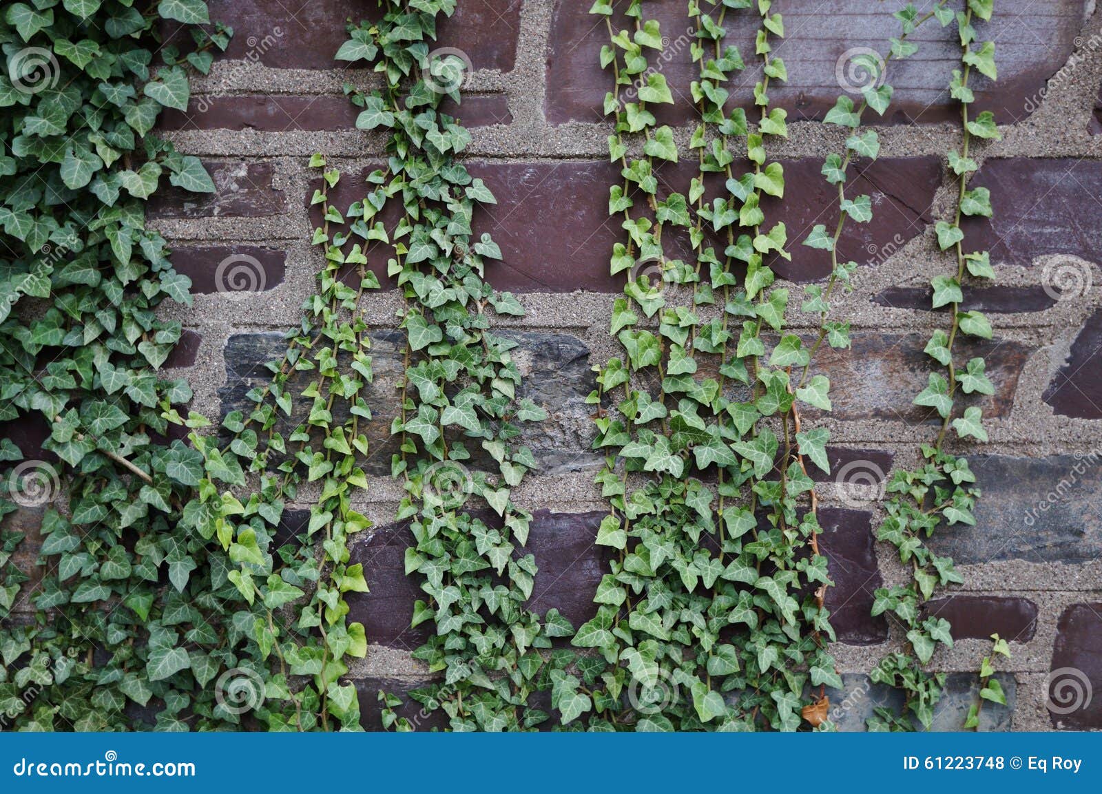 Ivy covered stone wall stock photo. Image of background 61223748