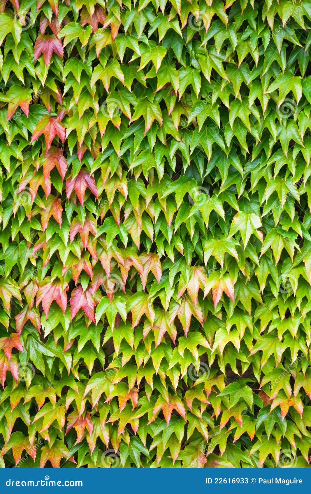 Ivy Covered Wall Stock Image Image Of Flora Close Lush 22616933