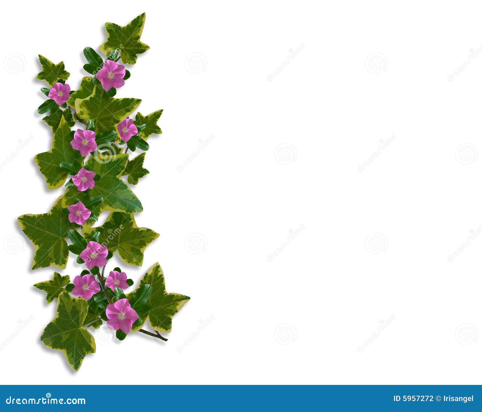 Ivy Floral Design Border Element Stock Photography  Image 