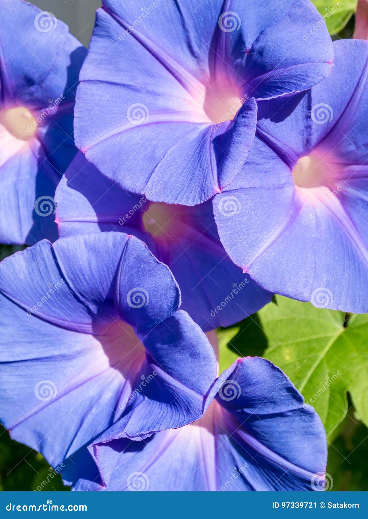 Ivy Flowers, Purple Flowers Stock Image - Image of full, beautiful: 97339721