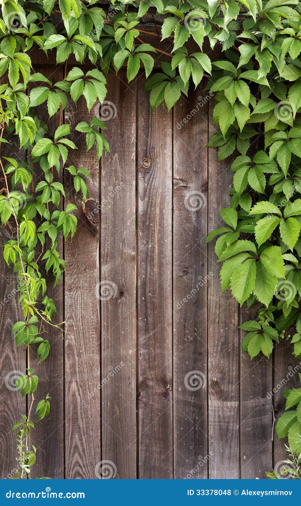 Ivy Frame On Wooden Fance Royalty Free Stock Photos 
