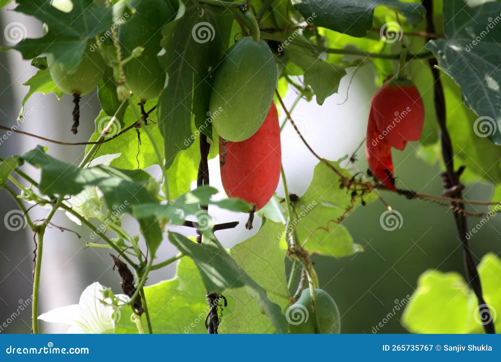 Ivy Gourd Coccinia Grandis Vine With Ripe And Unripe Fruits Pix