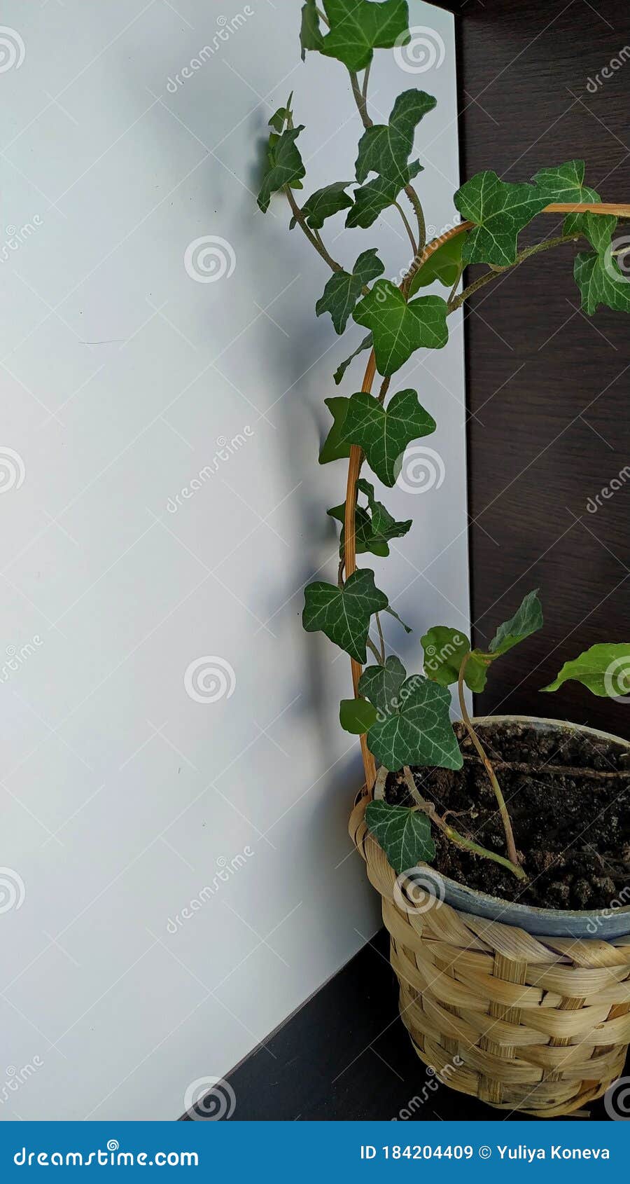 Ivy Growing from a Wicker Basket Stock Image Image of brown, foliage
