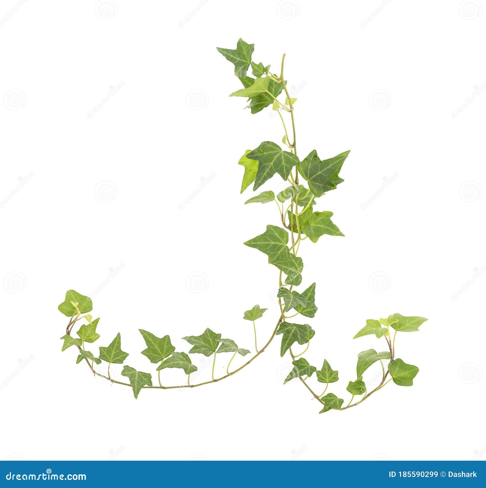 Ivy isolated on a white stock image. Image of frame - 185590299