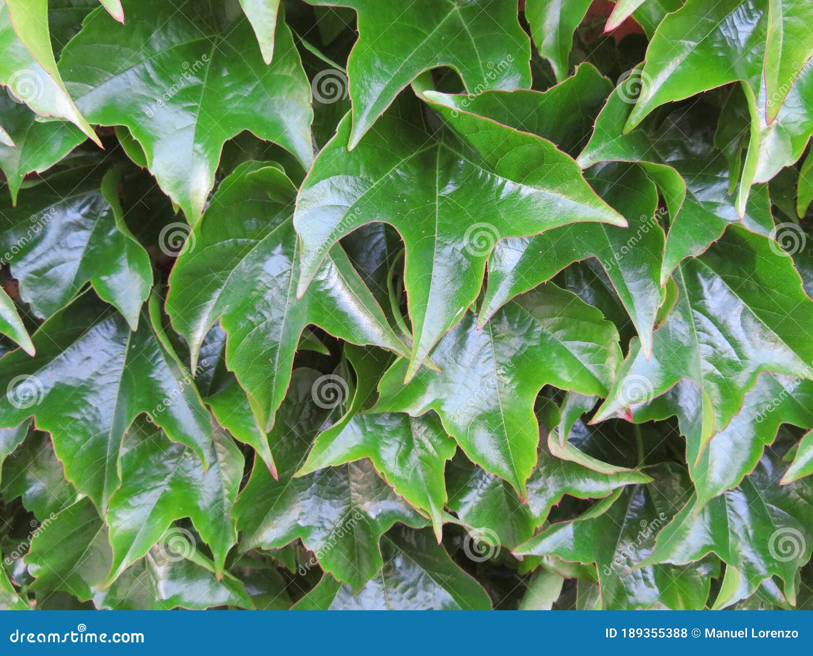 ivy leaves green protection barrier beautiful natural intimacy