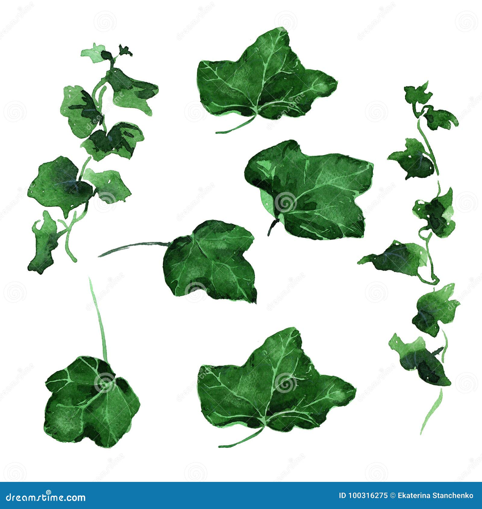 Ivy Leaves Stock Illustrations – 7,274 Ivy Leaves Stock Illustrations,  Vectors & Clipart - Dreamstime