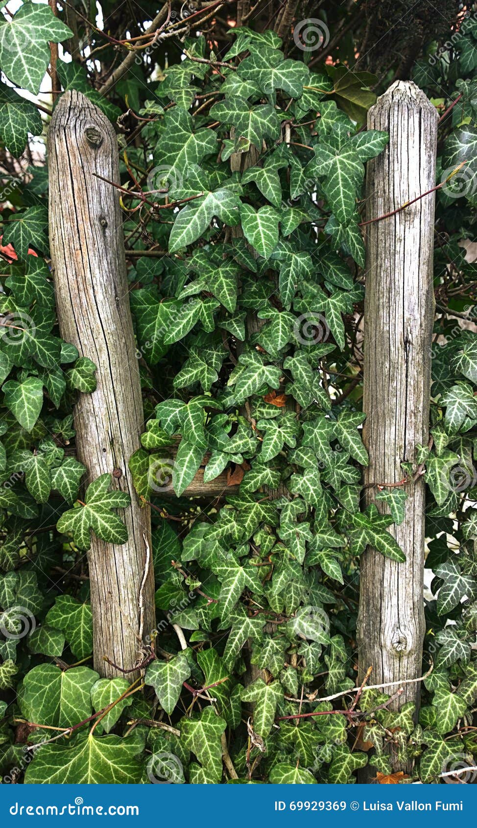 Ivy Lush Leaves Climbing on Wooden Grunge Fence Stock Image - Image of ...