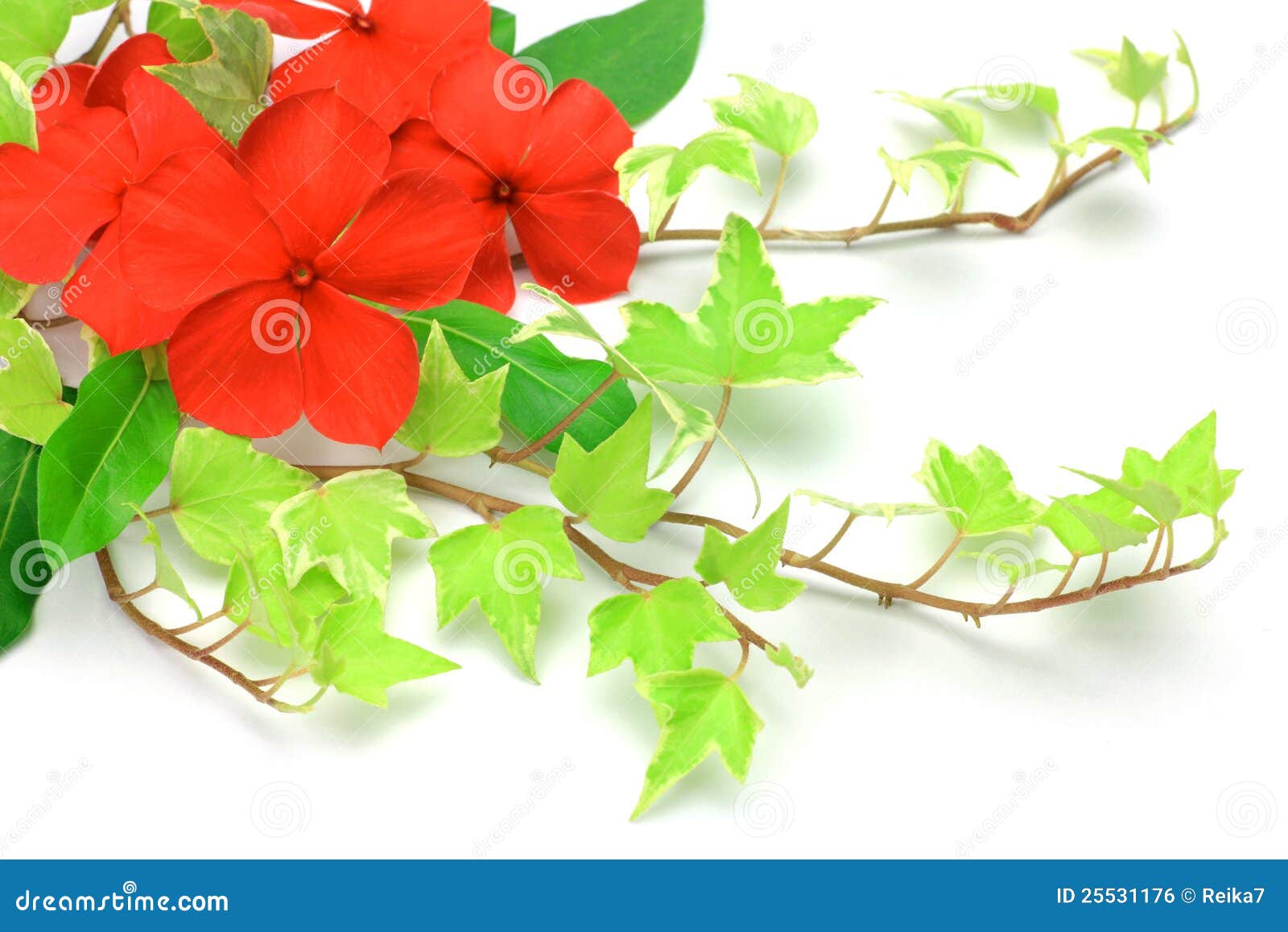 Madagascar Periwinkle Houseplant Photos Free & RoyaltyFree Stock