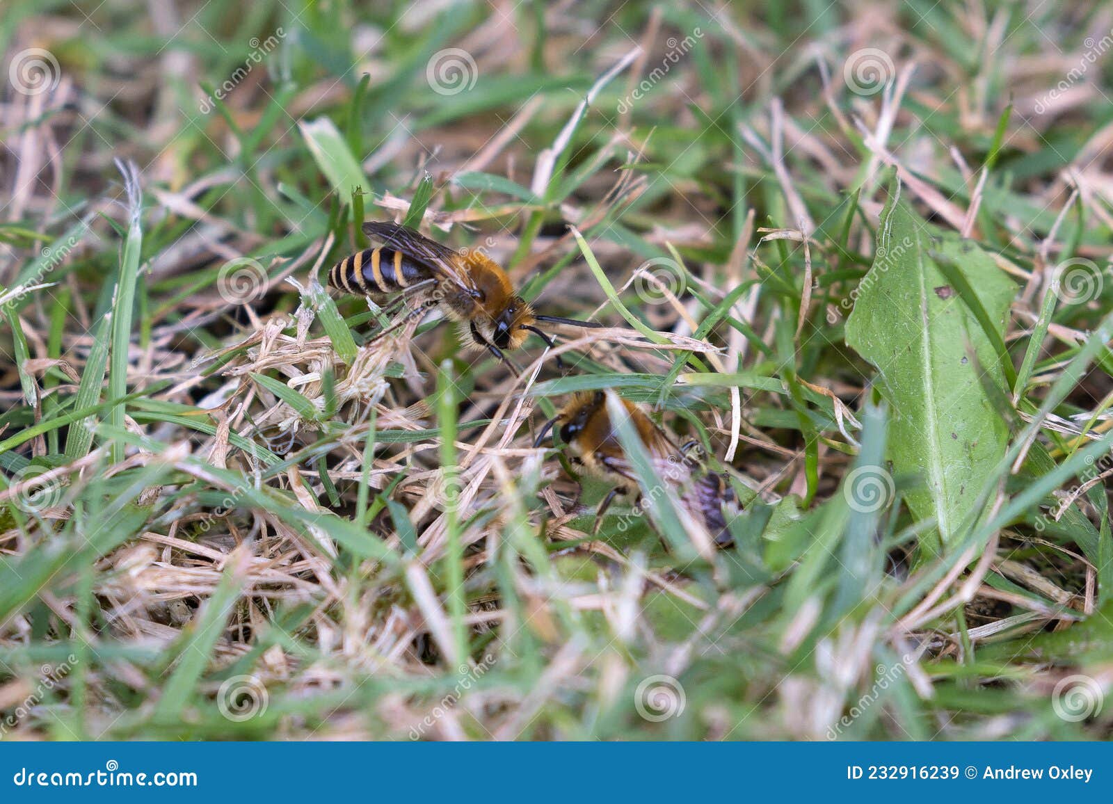 ivy mining bees colletes hederae