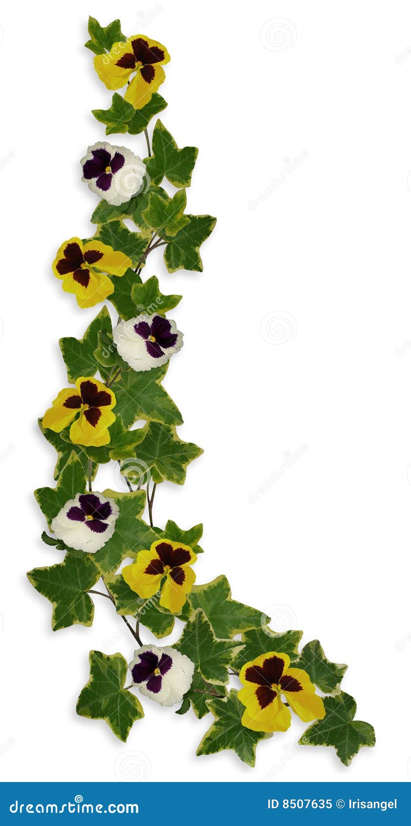 Ivy and Pansies Floral Border Stock Illustration Illustration of