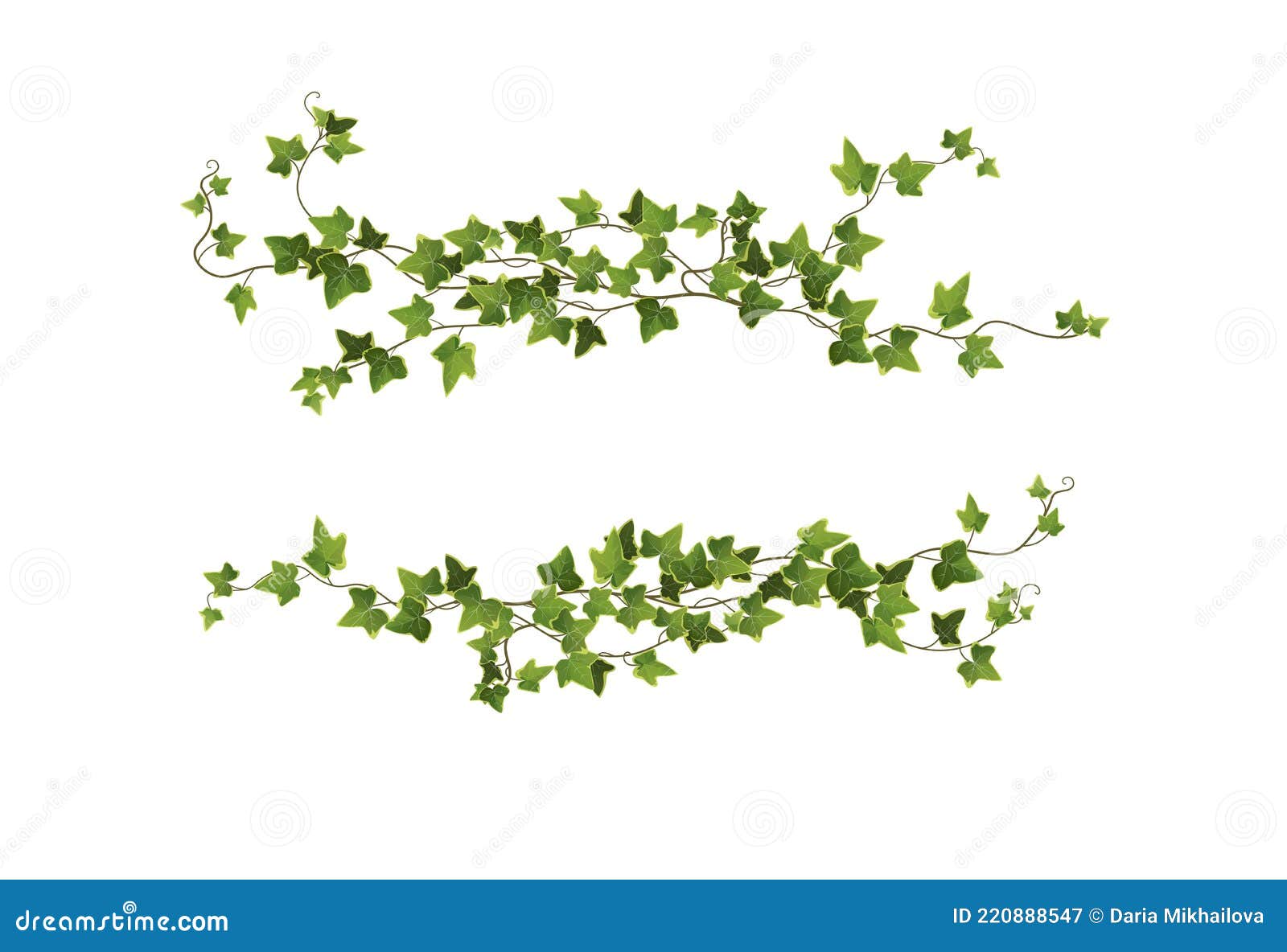 Ivy Plant Branch Cartoon Vector Illustration. Limbing Vine. Stock ...