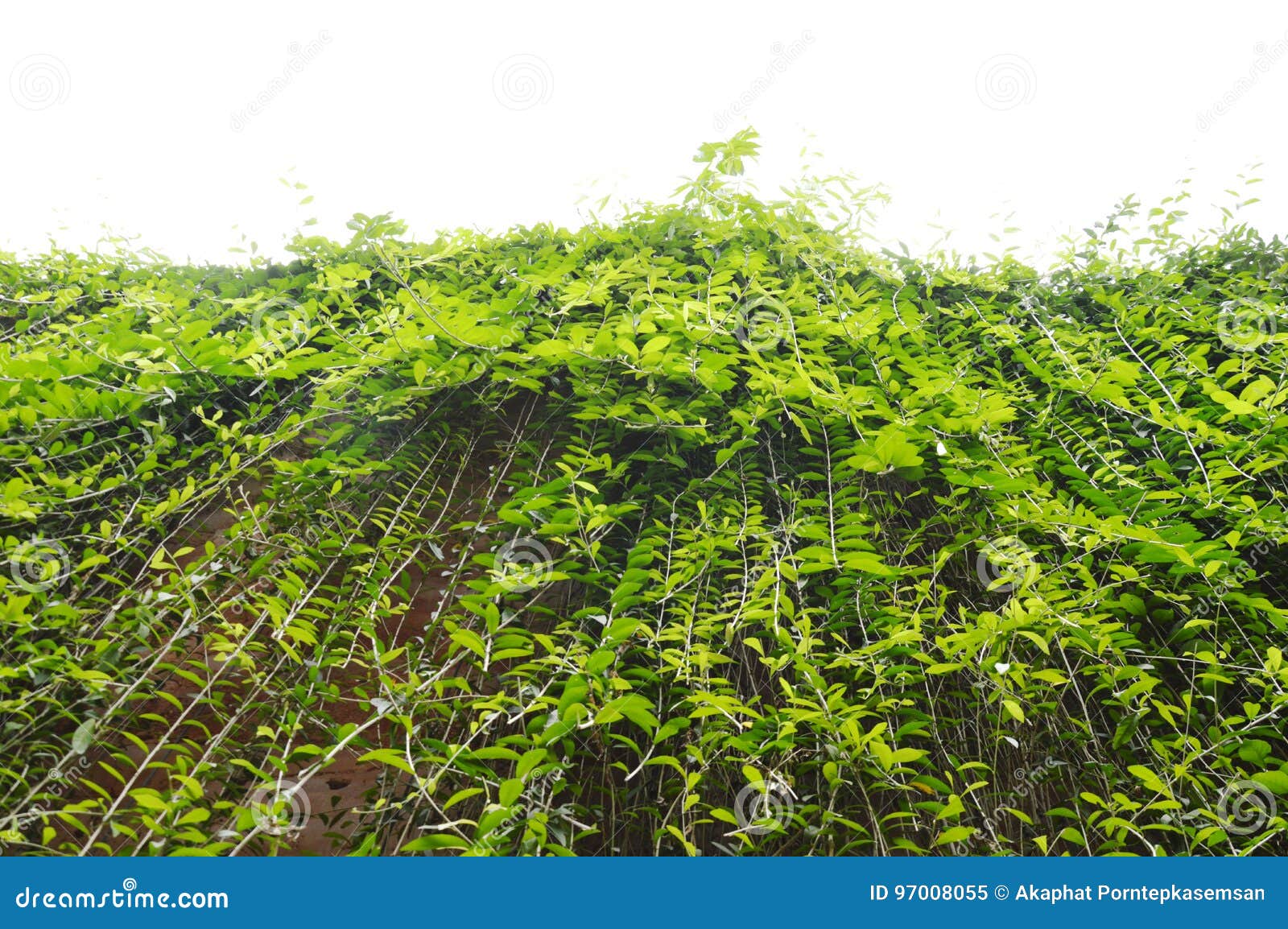 Ivy Plant Climb and Hanging on Wall Stock Image Image of vine, weed