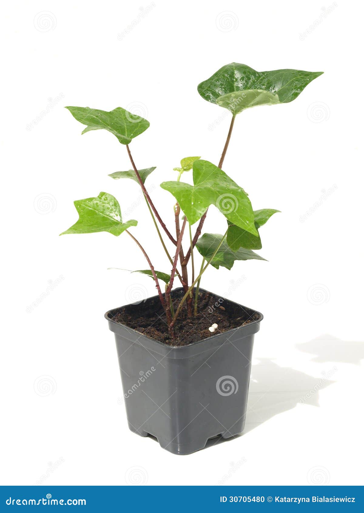 Ivy plant stock photo. Image of green, growth, environment 30705480
