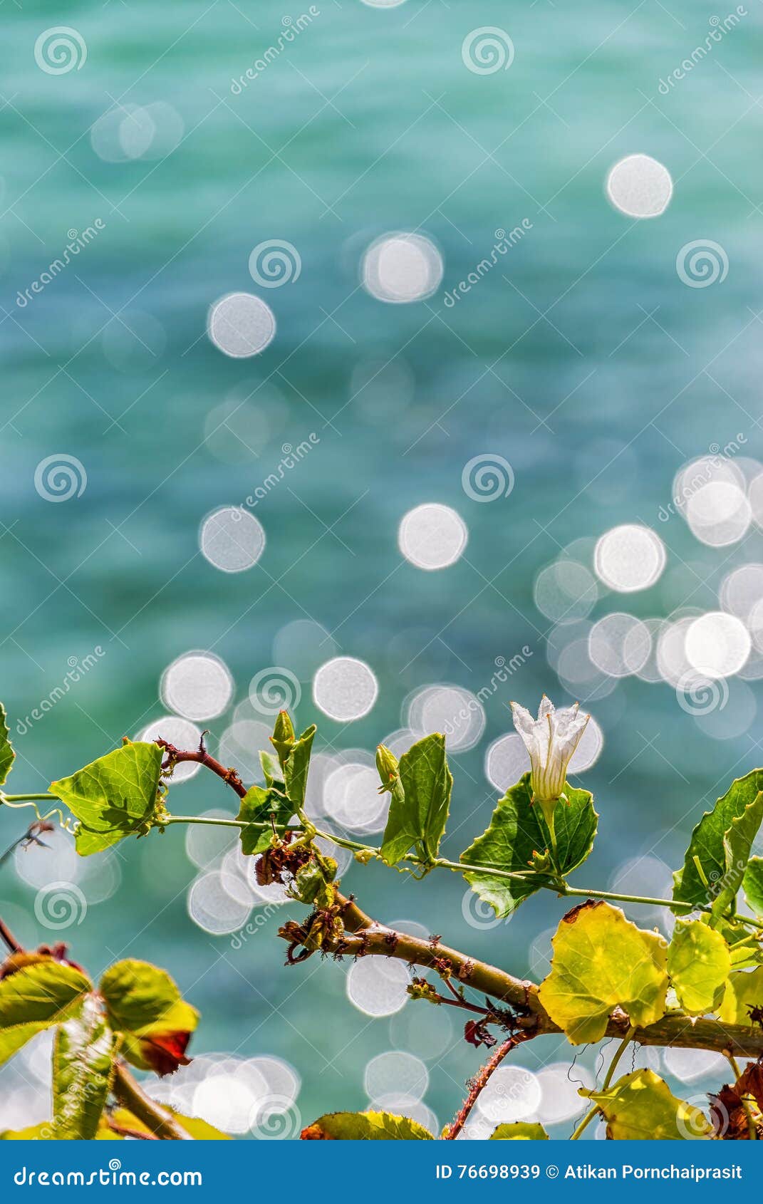 Ivy sea stock image. Image of beauty, farm, fresh, hope - 76698939