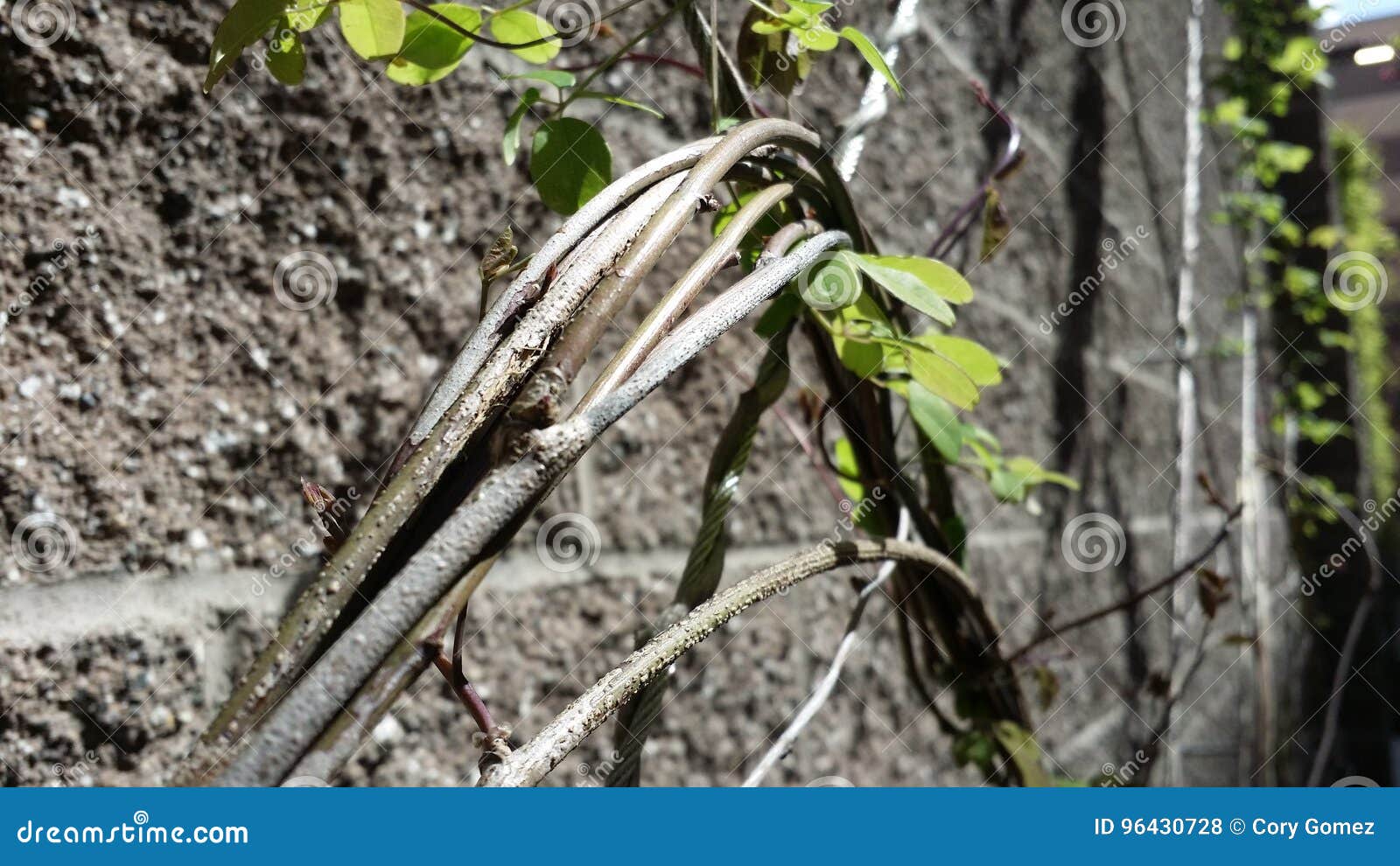 Ivy and Steel stock photo. Image of wall, brick, west - 96430728