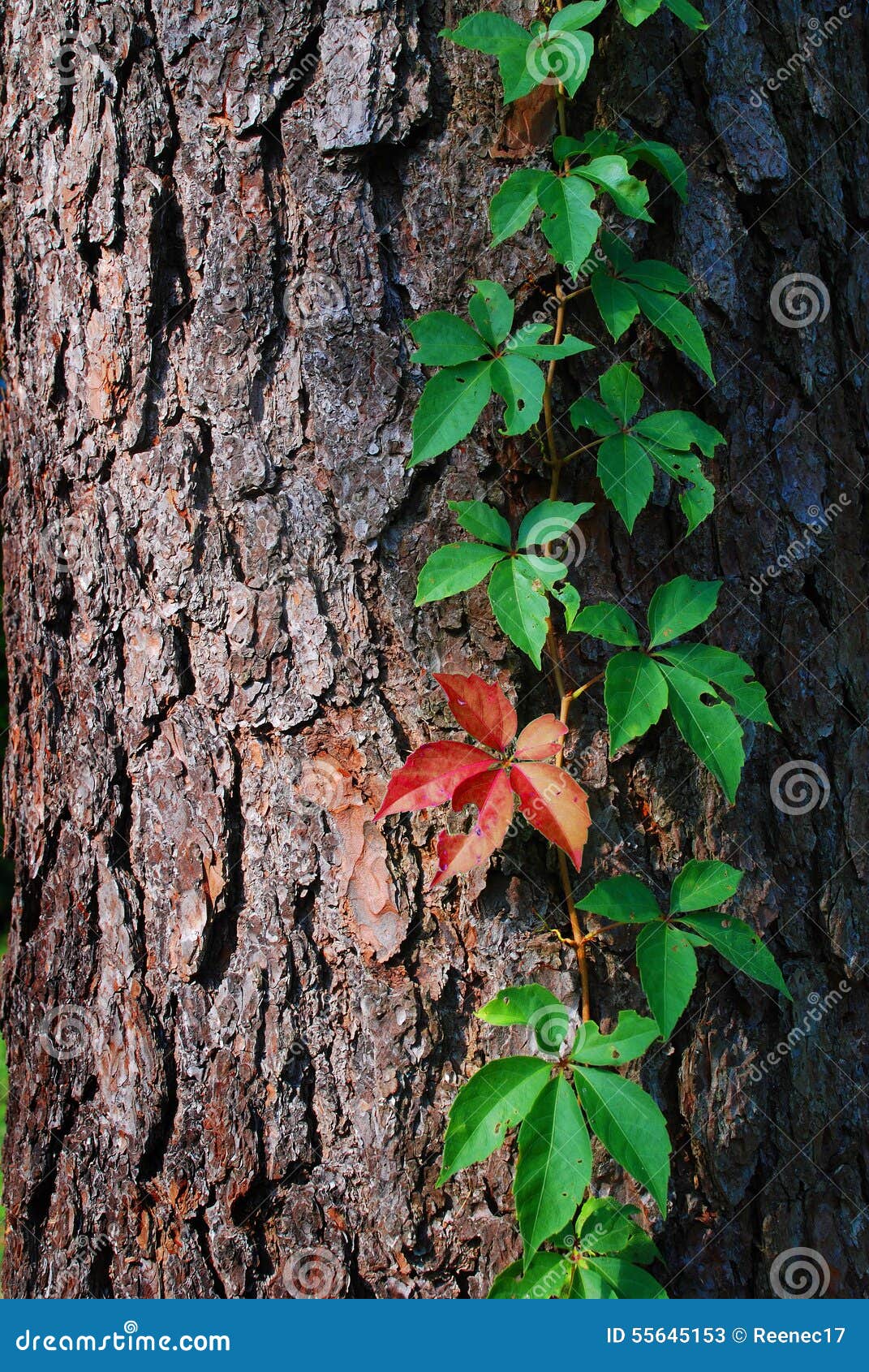 Creeper plant on tree bark stock image. Image of creep 55645153