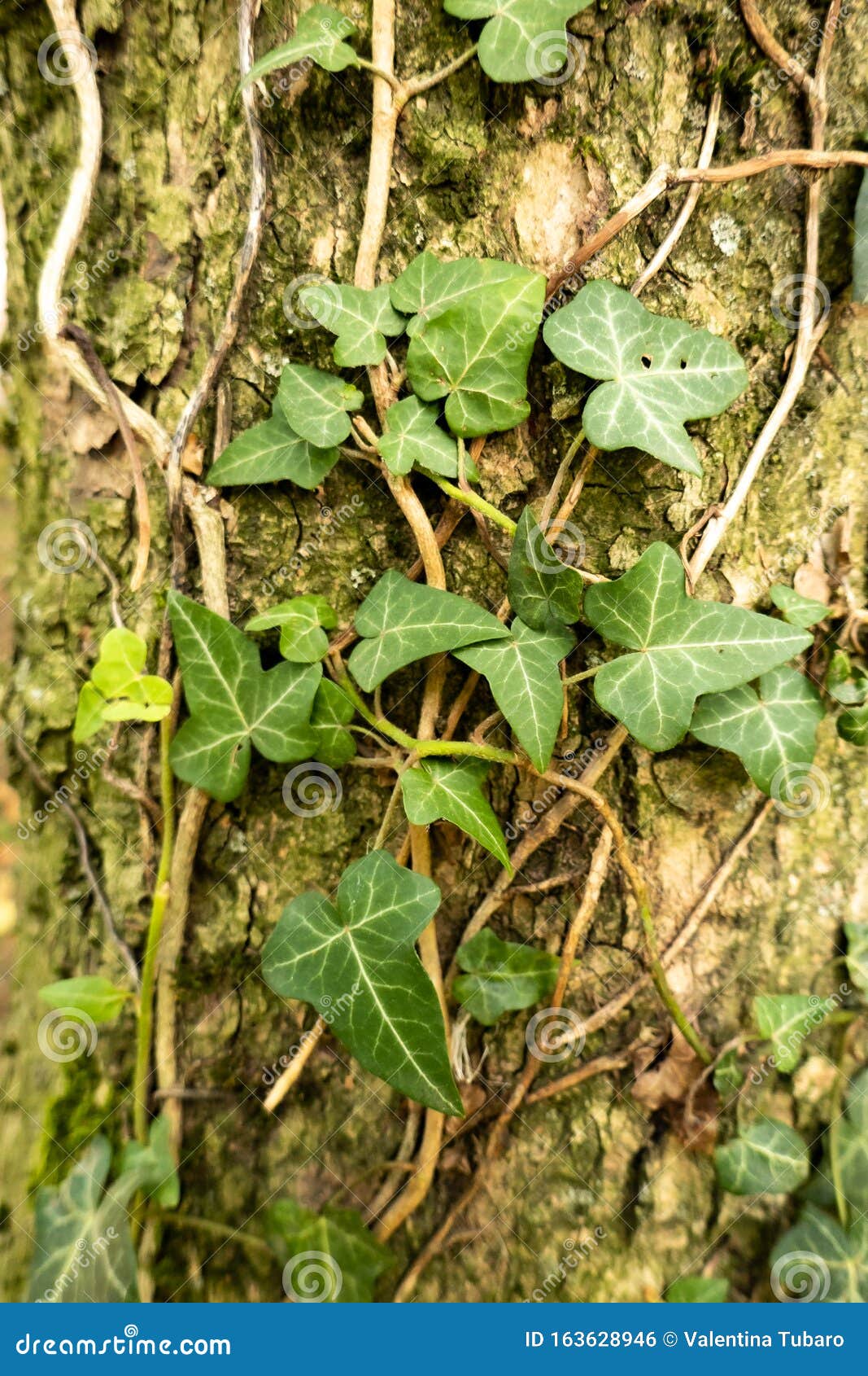 Ivy on a Trunk in the Forest Stock Photo - Image of parasite, leaves ...