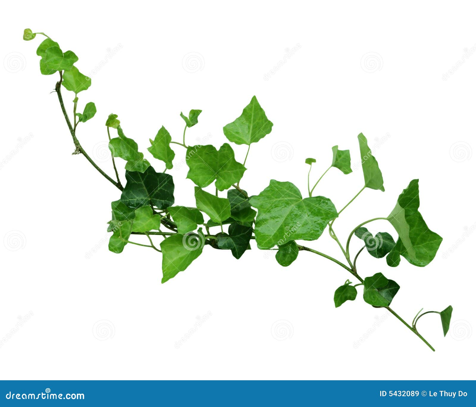 ivy on the vine