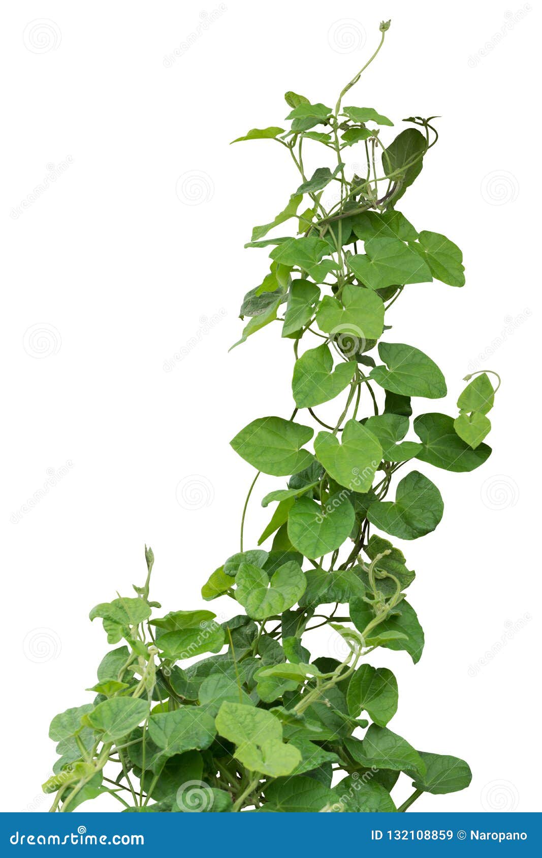 ivy. vine plants, ivy leaves of the climbing plant isolated on w