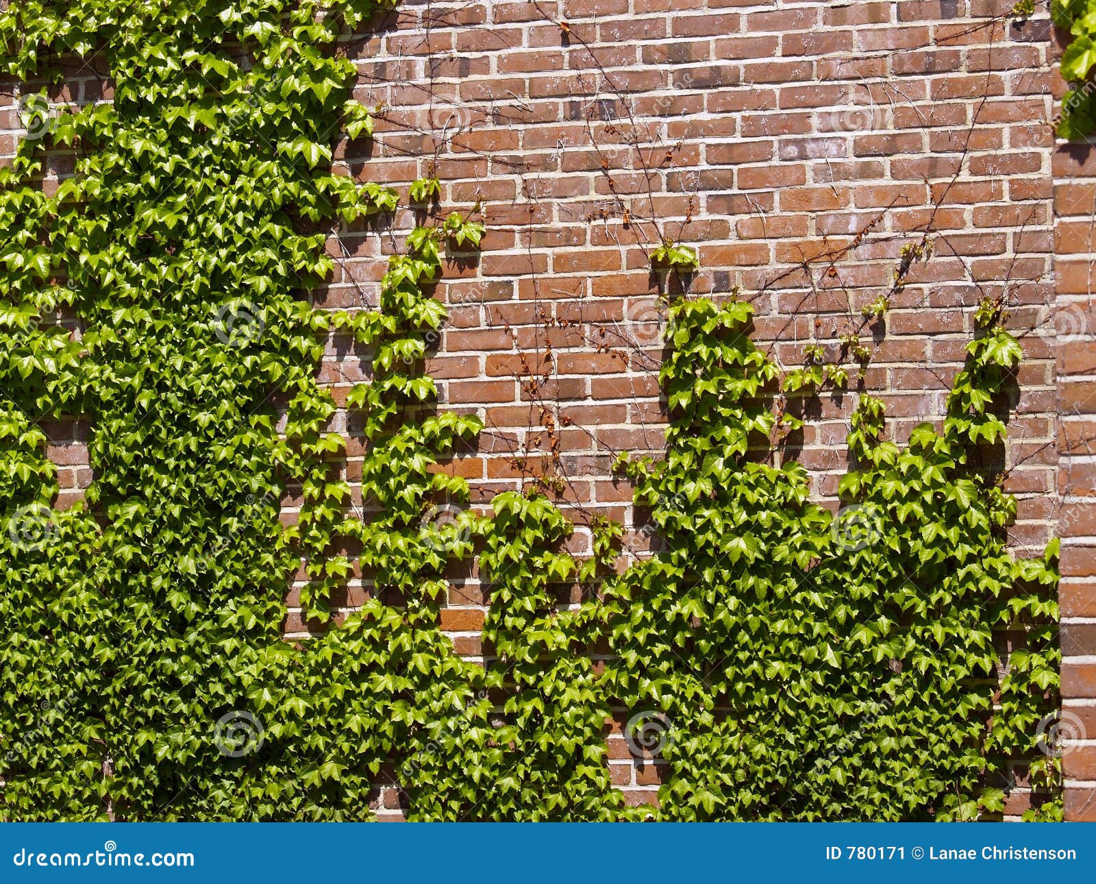 Ivy Wall stock image. Image of vine, brick, stem, natural 780171