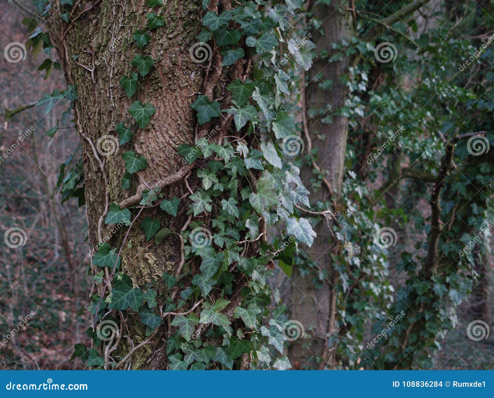 Ivy in Winter stock photo. Image of hederahelix, treen 108836284