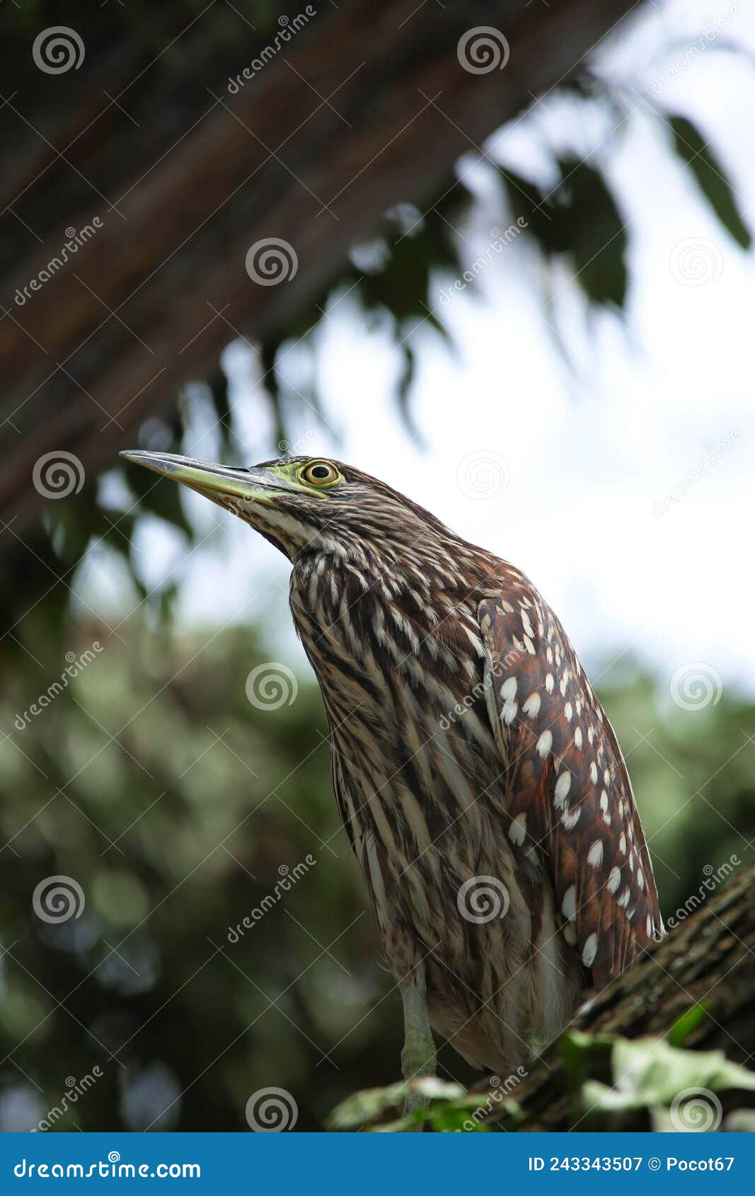 ixobrychus is a genus of bitterns.