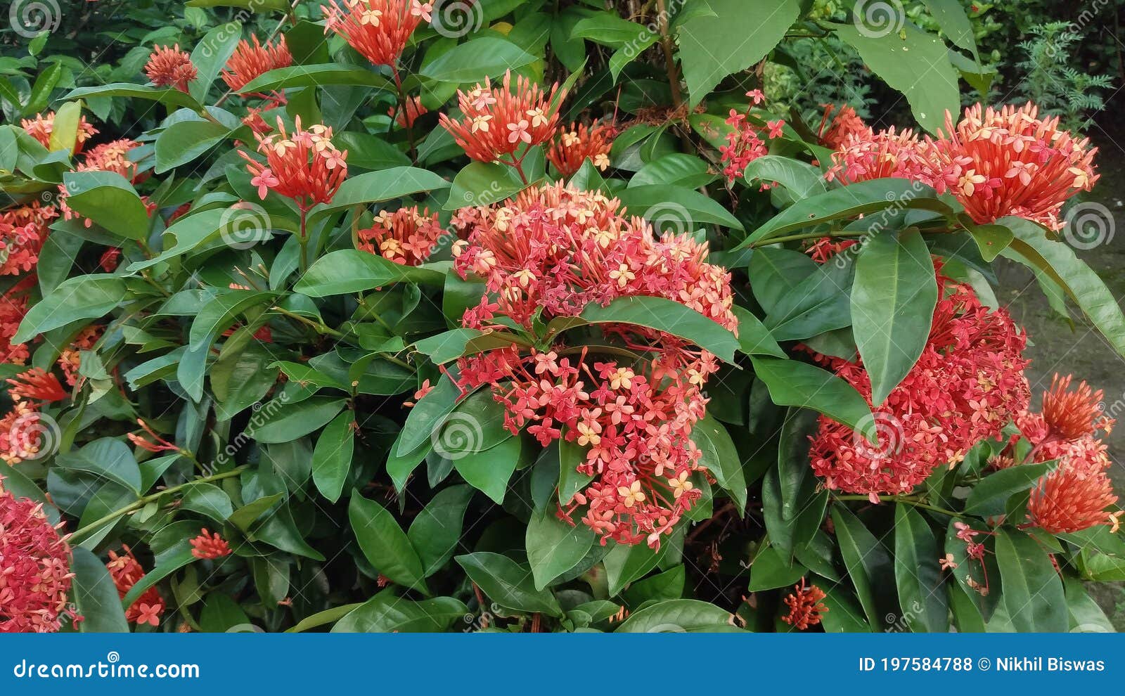 Ixora é Um Tipo De Flor De Cor Vermelha Sazonal Indiana Foto de Stock -  Imagem de tropical, seja: 197584788