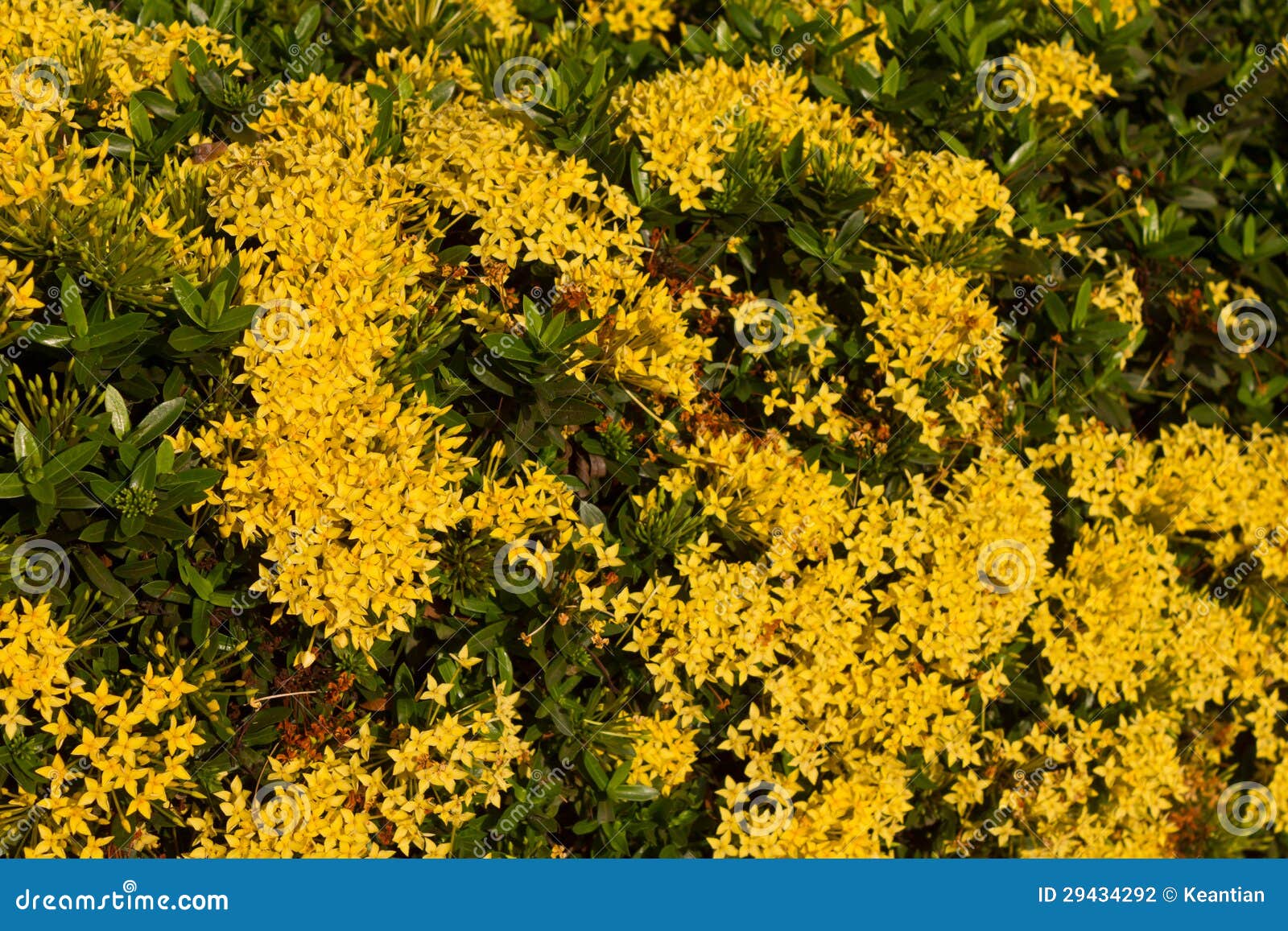 Ixora, amarelo. foto de stock. Imagem de fundo, java - 29434292