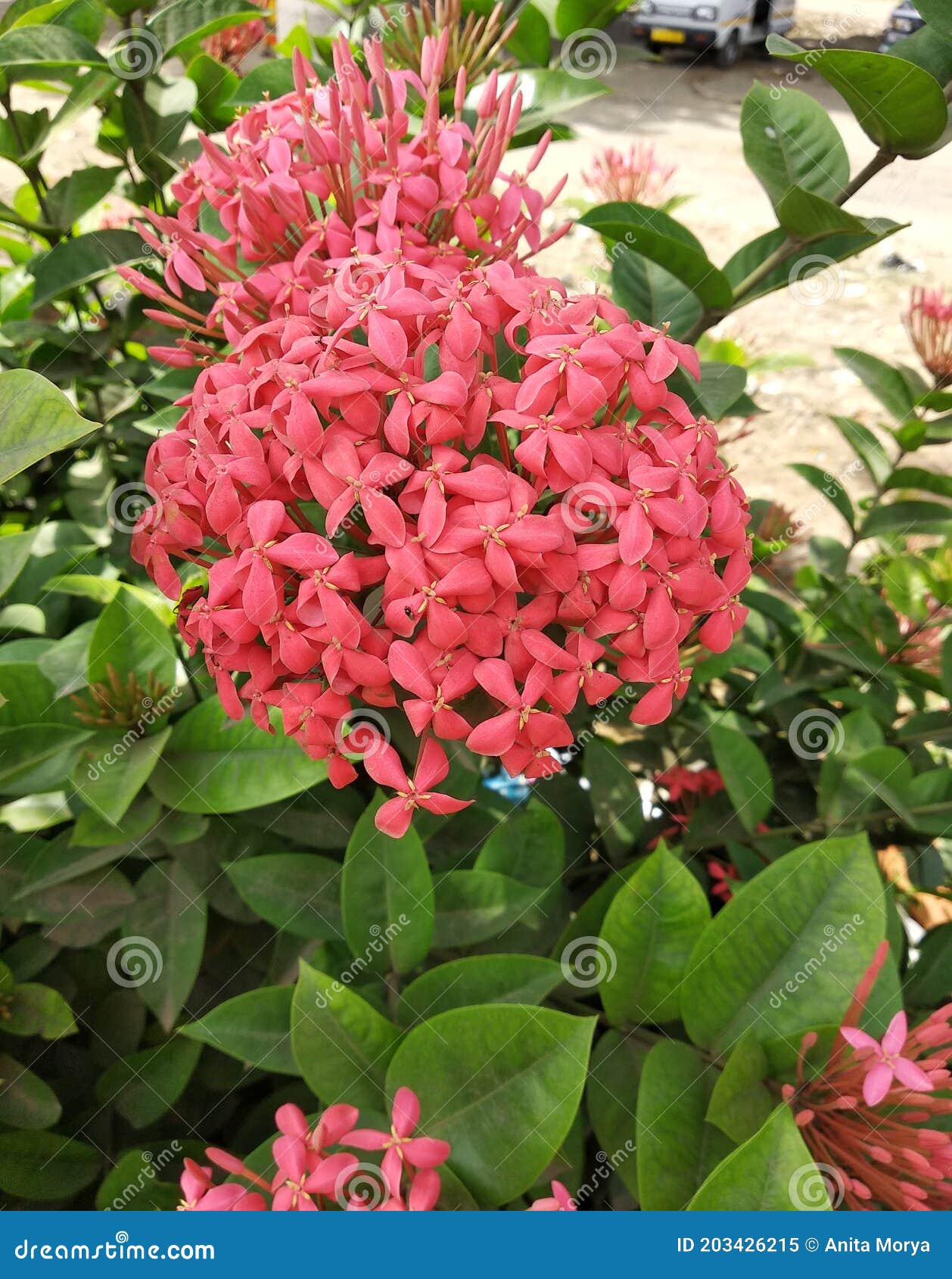 Ixora Chinesa Cor-de-rosa No Jardim Imagem de Stock - Imagem de exterior,  flor: 203426215