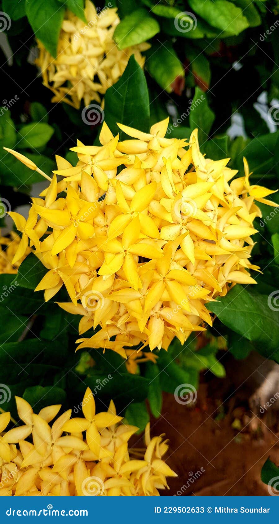 Ixora Coccinea Família Rubiaceae Flor Amarela Imagem de Stock - Imagem de  pétala, jardim: 229502633