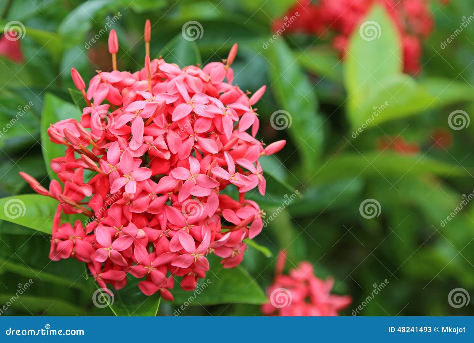 Ixora Coccinea or Jungle Geranium Flower Stock Image Image of leaves