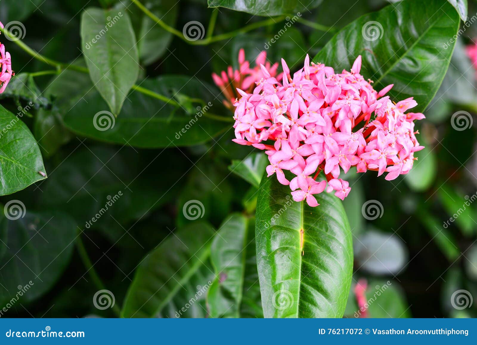Ixora Cor-de-rosa, Flor Cor-de-rosa Na Planta Foto de Stock - Imagem de  colorido, consideravelmente: 76217072
