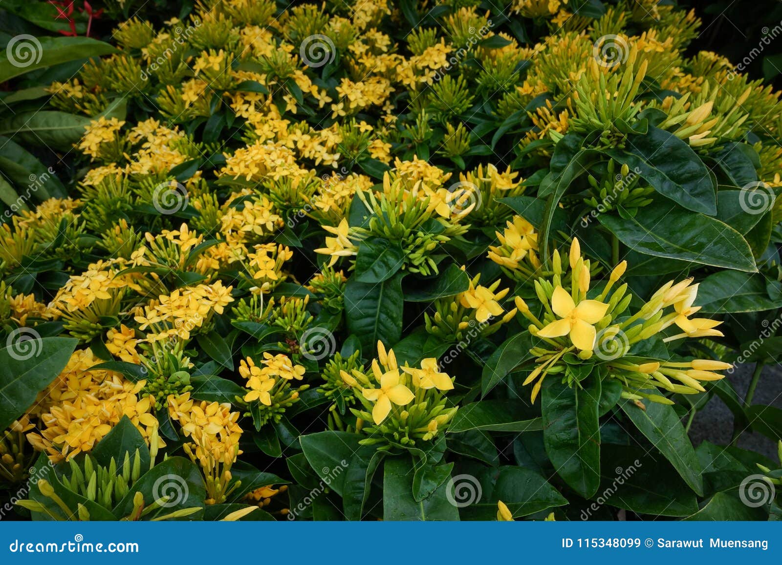 Ixora Flower. Yellow Spike Flower. King Ixora Blooming Ixora Chinensis.  Rubiaceae Flower Stock Image - Image of color, flower: 115348099
