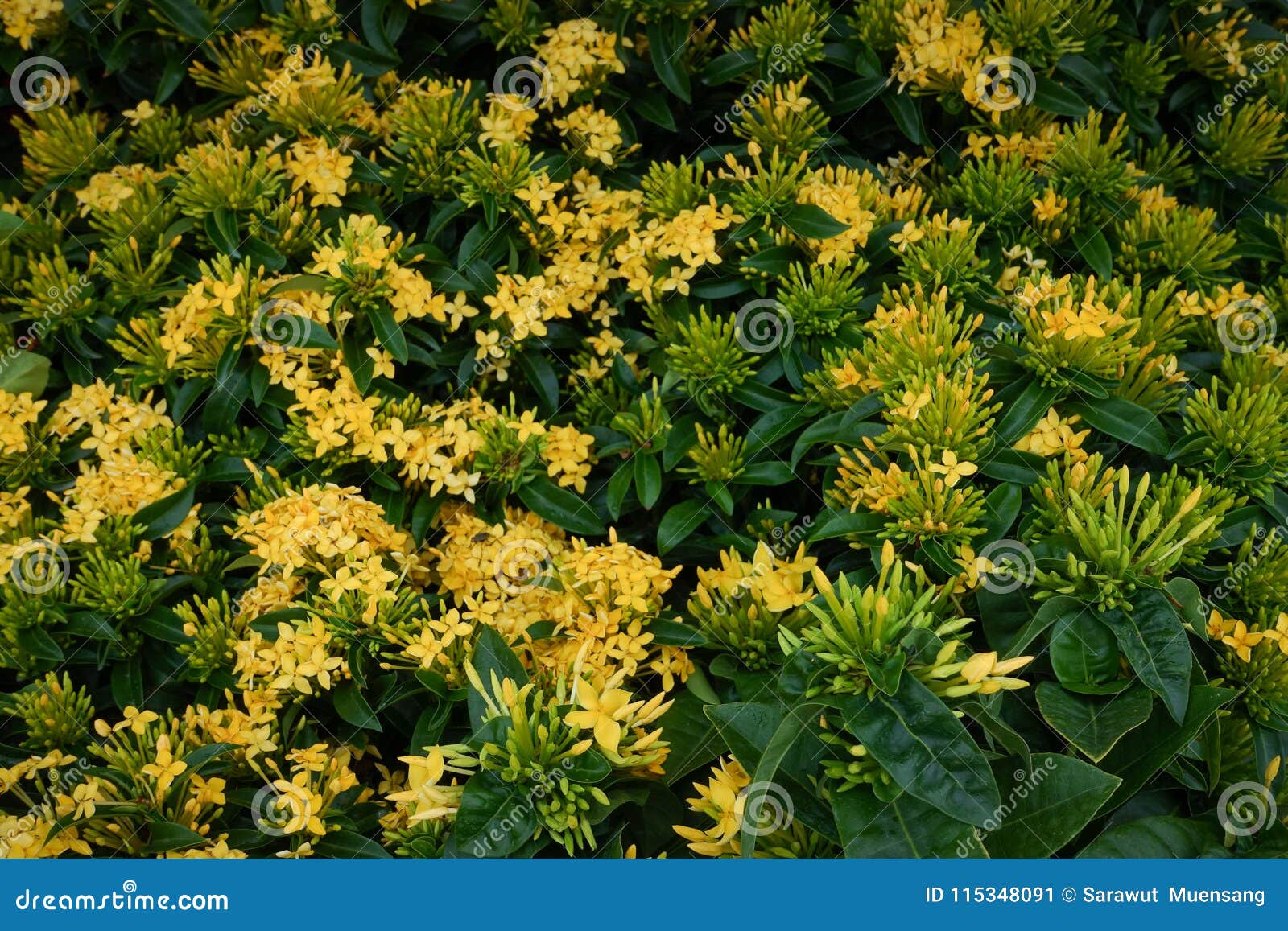 Ixora Flower. Yellow Spike Flower. King Ixora Blooming Ixora Chinensis.  Rubiaceae Flower Stock Image - Image of magenta, blue: 115348091