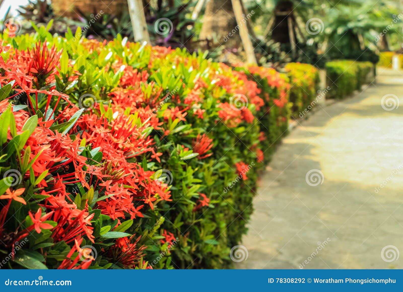 Ixora no jardim foto de stock. Imagem de bonito, planta - 78308292