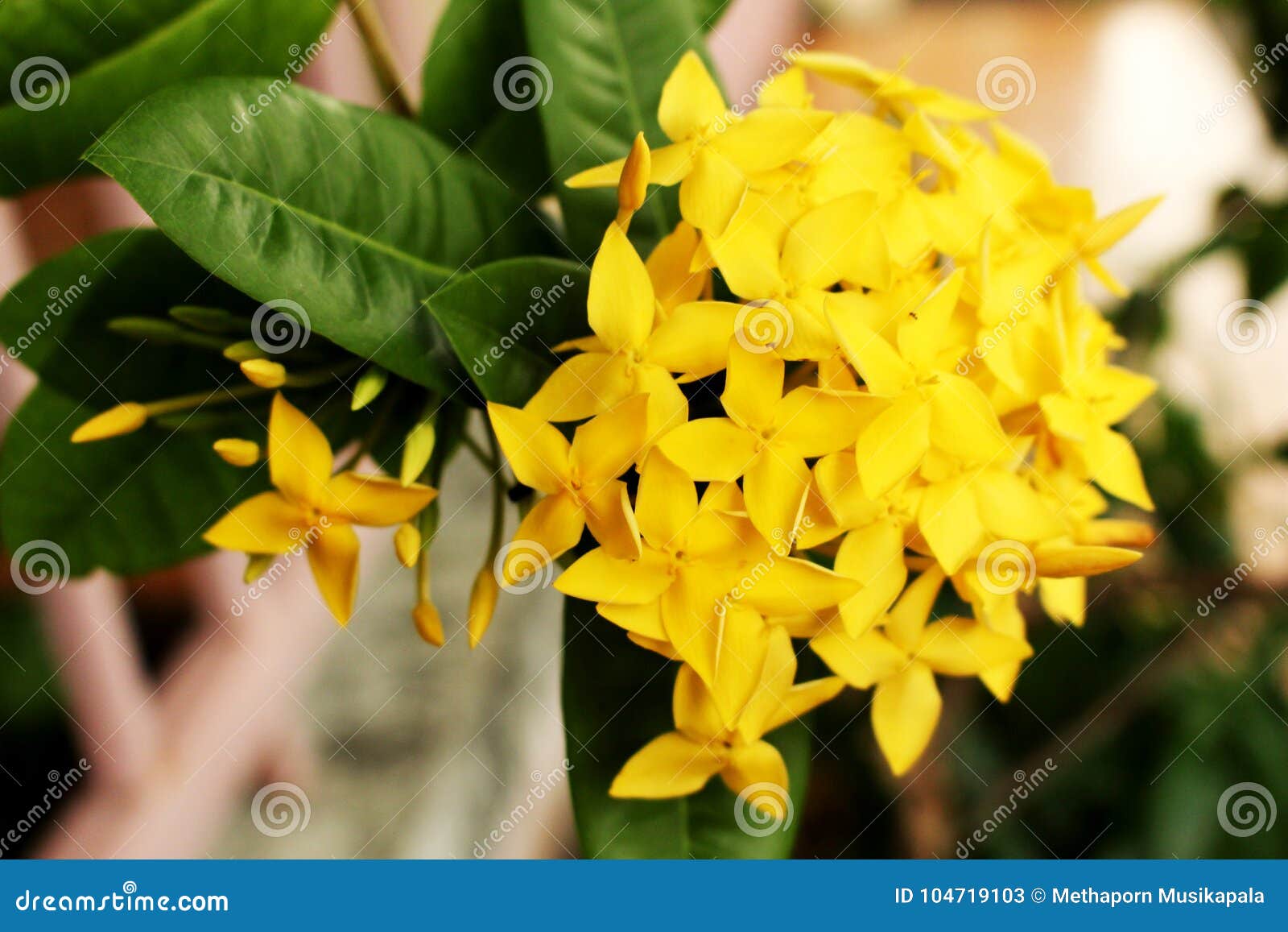Ixora Yellow Colors of Spike Flower. King Ixora Blooming Ixora Chinensis.  Stock Image - Image of ixora, background: 104719103