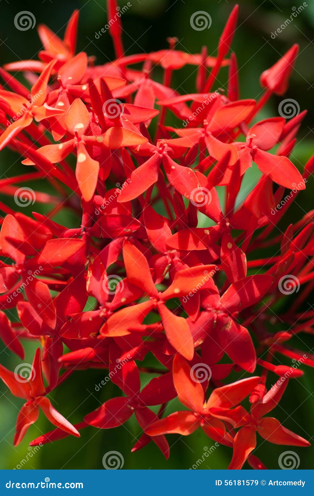 Ixoras, Flores Vermelhas Minúsculas Pequenas Bonitas Imagem de Stock -  Imagem de consideravelmente, ensolarado: 56181579