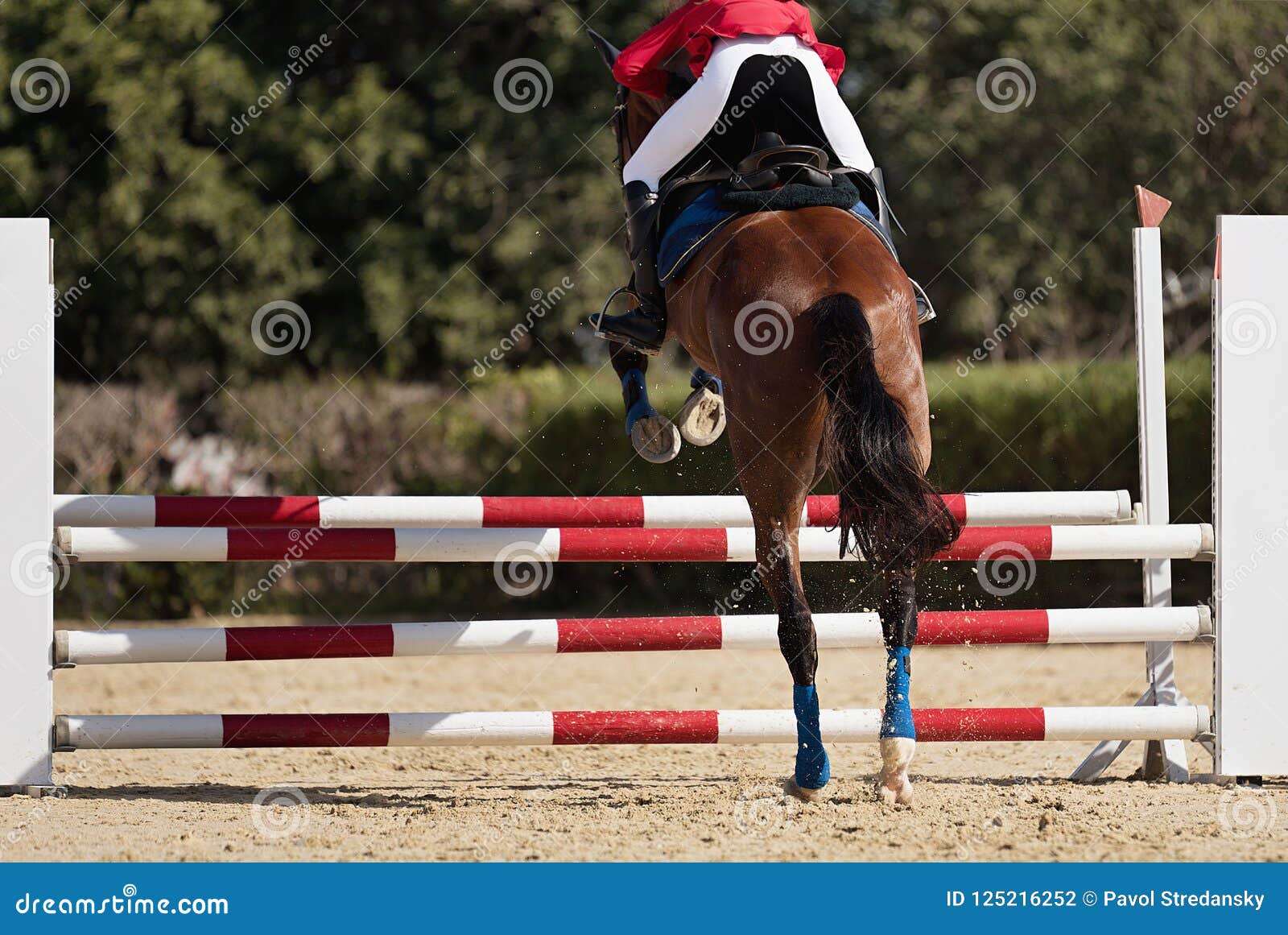 Jockey Com Seu Cavalo Pulando Sobre Um Obstáculo Pulando Sobre O