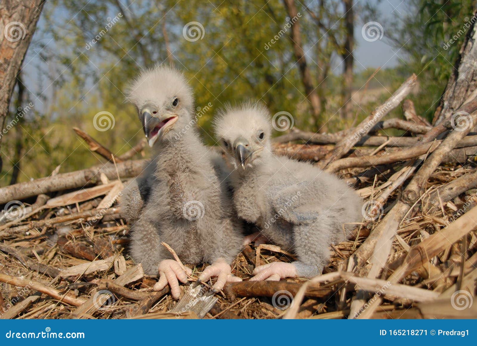 Jóvenes Pollitos De águila Blanca En El Nido Imagen de archivo - Imagen de  bosque, plumas: 165218271