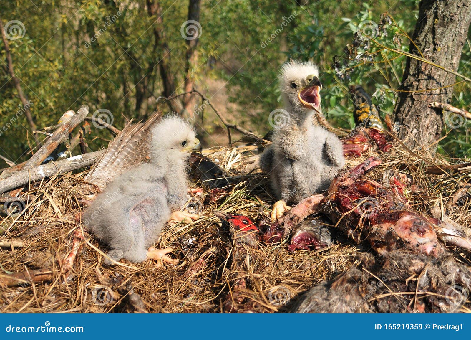 Jóvenes Pollitos De águila Blanca En El Nido Imagen de archivo - Imagen de  cubos, caza: 165219359