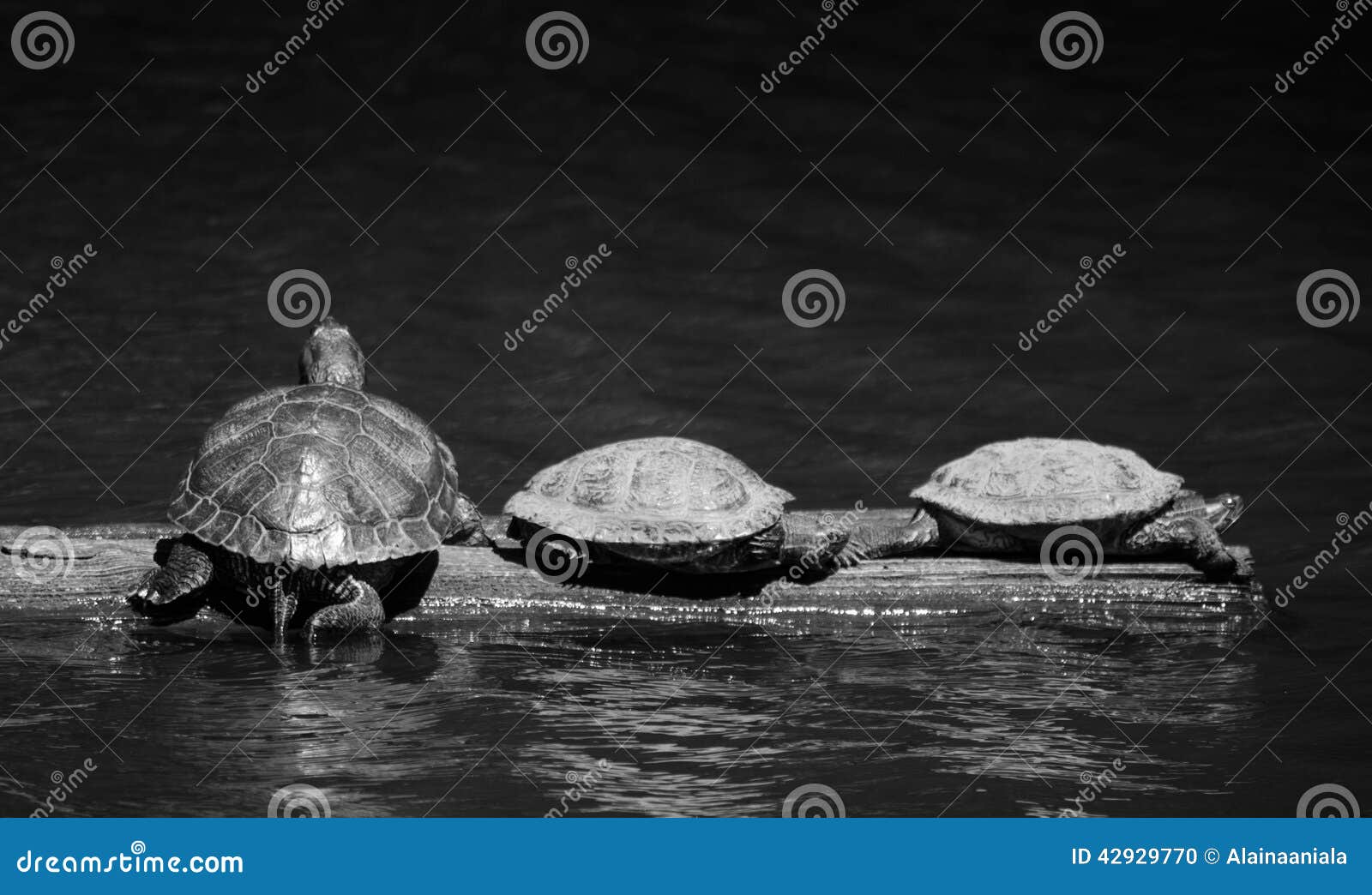 J'aime des tortues. Trois tortues s'exposant au soleil aux jardins d'or à Seattle