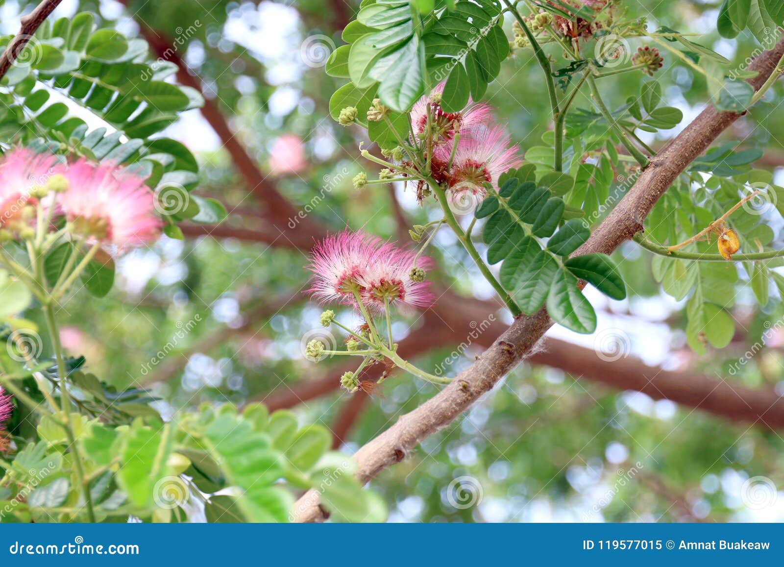 jaam ju ree flower thai word, albizia lebbeck rain tree leguminosae, samanea saman, genus pithecolobium selective focus