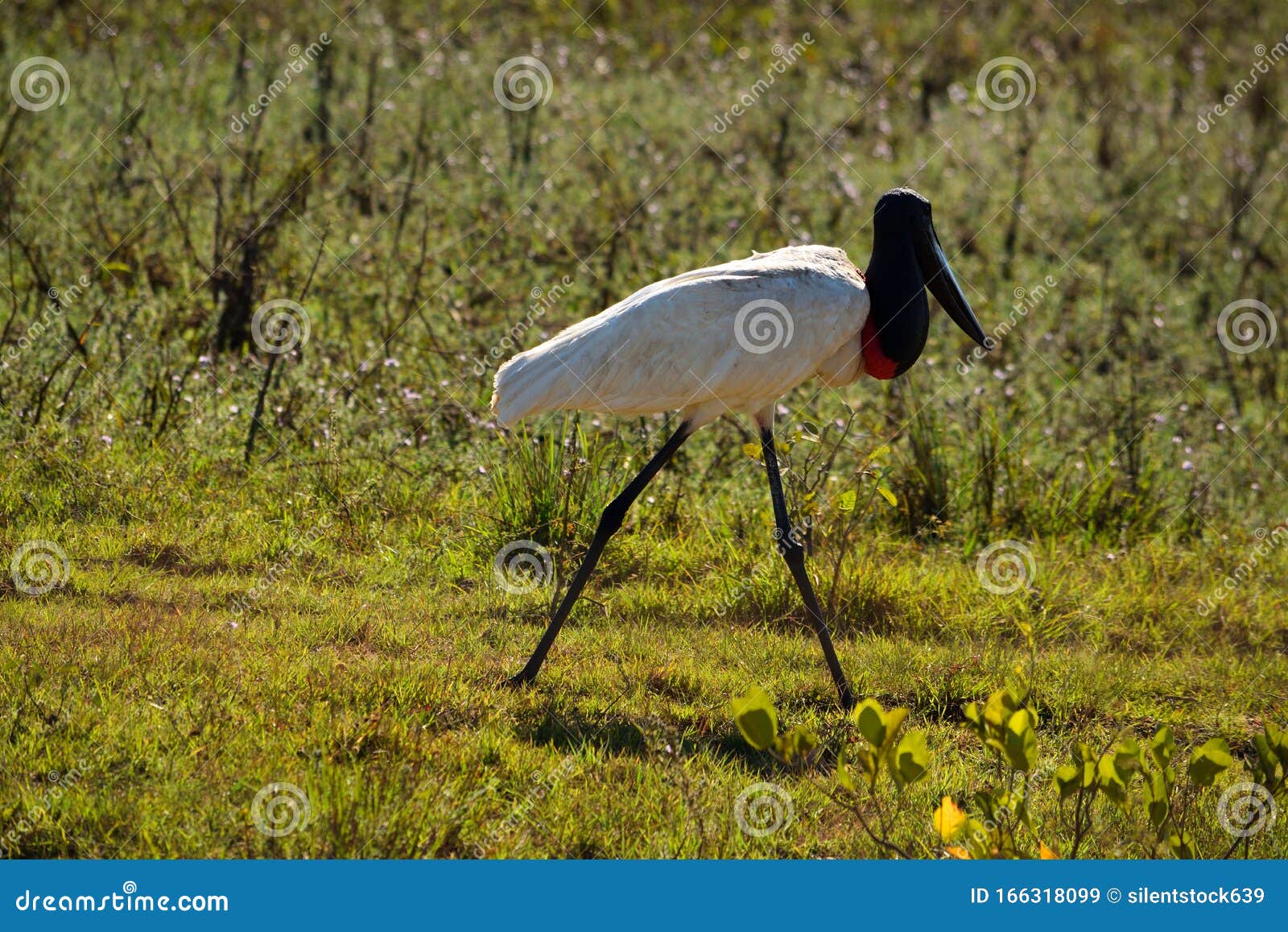 jabiru stork flying on rio cuiaba, pantanal, brazil