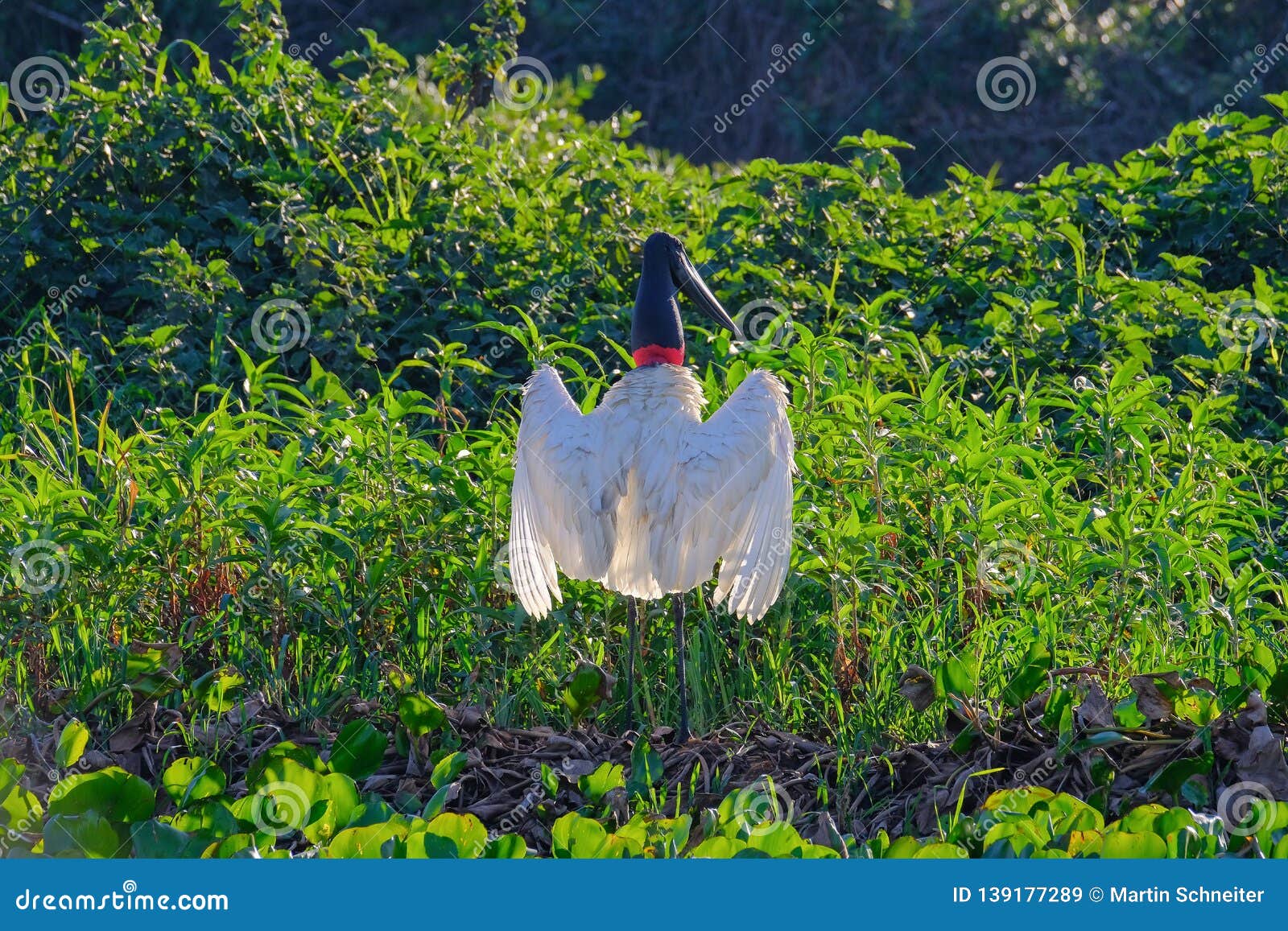 jabiru stork, jabiru mycteria, cuiaba river, porto jofre, pantanal matogrossense, mato grosso do sul, brazil