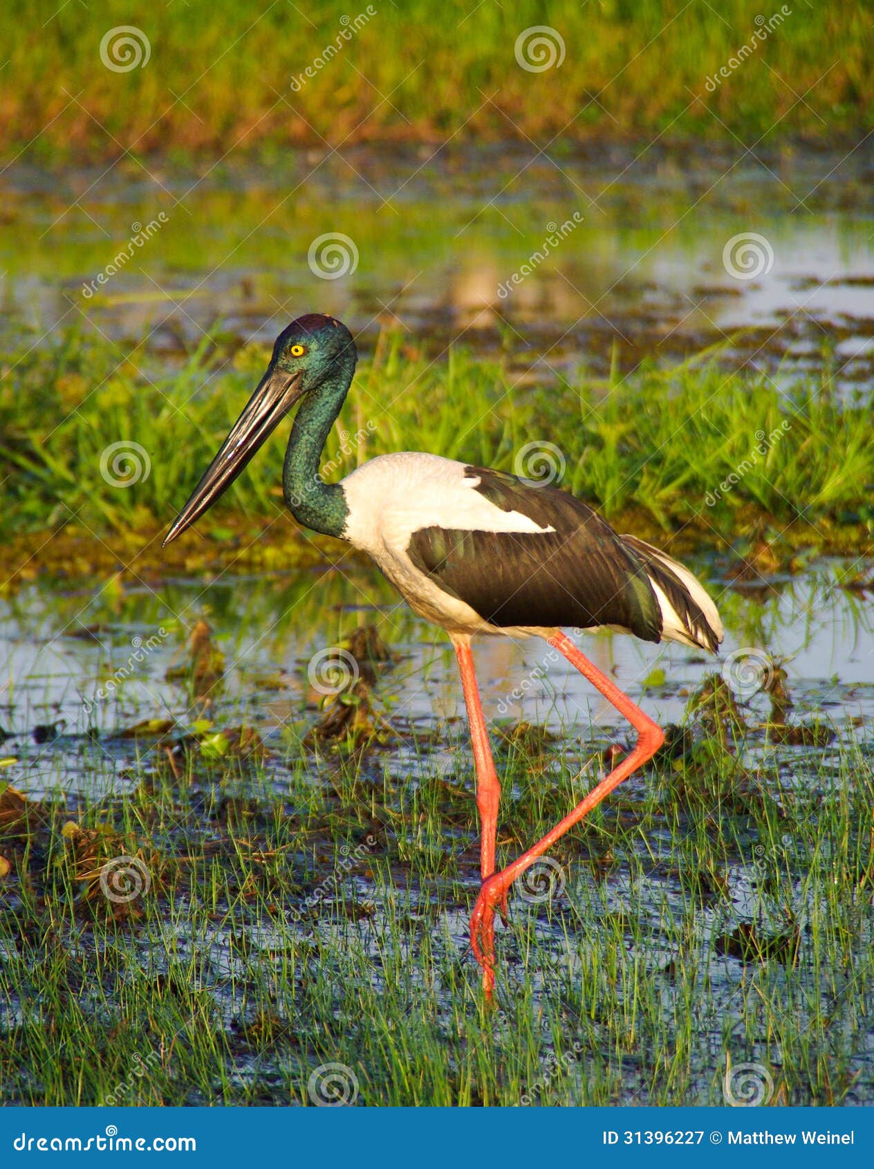 jabiru wading in wetlands